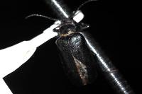 Prionus coriarius