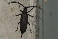 Aegosoma scabricorne