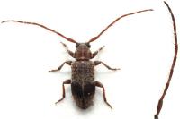 Exocentrus punctipennis