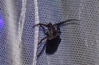 Prionus coriarius
