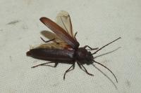 Arhopalus rusticus