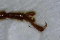 Arhopalus rusticus