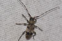 Leiopus linnei/nebulosus