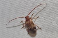 Exocentrus adspersus