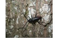 Cerambyx cerdo