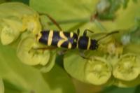 Clytus arietis