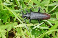 Cerambyx cerdo