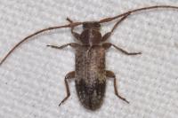 Exocentrus adspersus