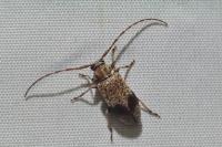 Exocentrus punctipennis