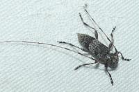Acanthocinus griseus
