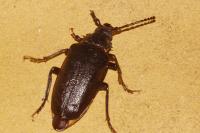 Prionus coriarius
