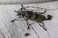 Acanthocinus griseus