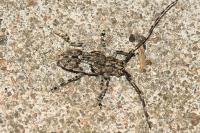 Mesosa nebulosa