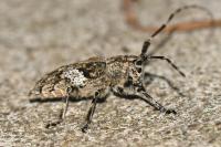 Mesosa nebulosa