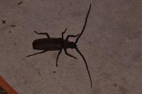 Aegosoma scabricorne