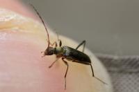 Grammoptera ruficornis