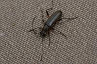 Grammoptera abdominalis