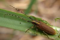 Agapanthia asphodeli