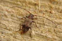 Exocentrus adspersus