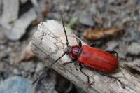 Pyrrhidium sanguineum