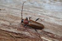 Phymatodes testaceus