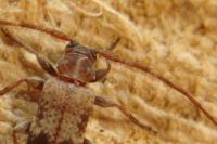 Exocentrus adspersus