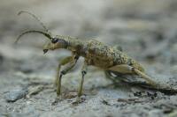 Rhagium sycophanta