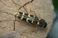 Xylotrechus arvicola