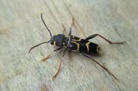 Xylotrechus antilope