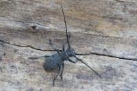 Morimus asper