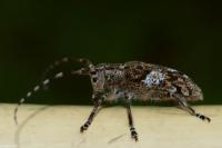 Mesosa nebulosa
