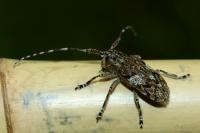 Mesosa nebulosa