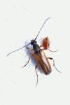 Alosterna tabacicolor