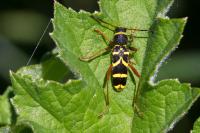 Clytus arietis