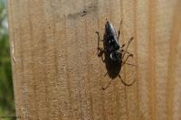 Hylotrupes bajulus