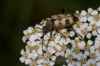 Pachytodes cerambyciformis