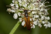 Alosterna tabacicolor