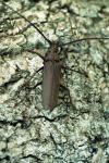 Aegosoma scabricorne