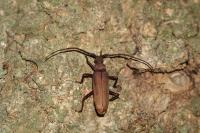 Aegosoma scabricorne