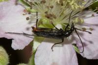 Rutpela nigra