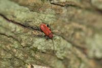 Pyrrhidium sanguineum