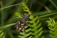 Rhagium bifasciatum