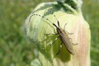 Agapanthia villosoviridescens