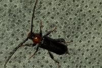 Phymatodes testaceus