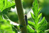 Phytoecia cylindrica
