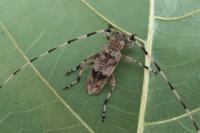 Acanthocinus griseus