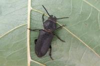 Spondylis buprestoides