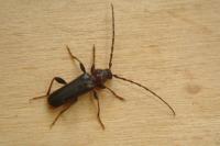 Phymatodes testaceus
