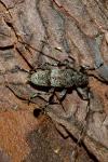 Acanthocinus griseus