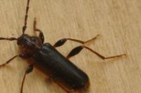 Phymatodes testaceus